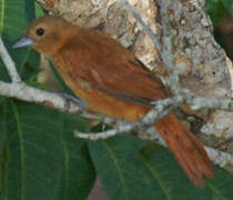 White-lined Tanager