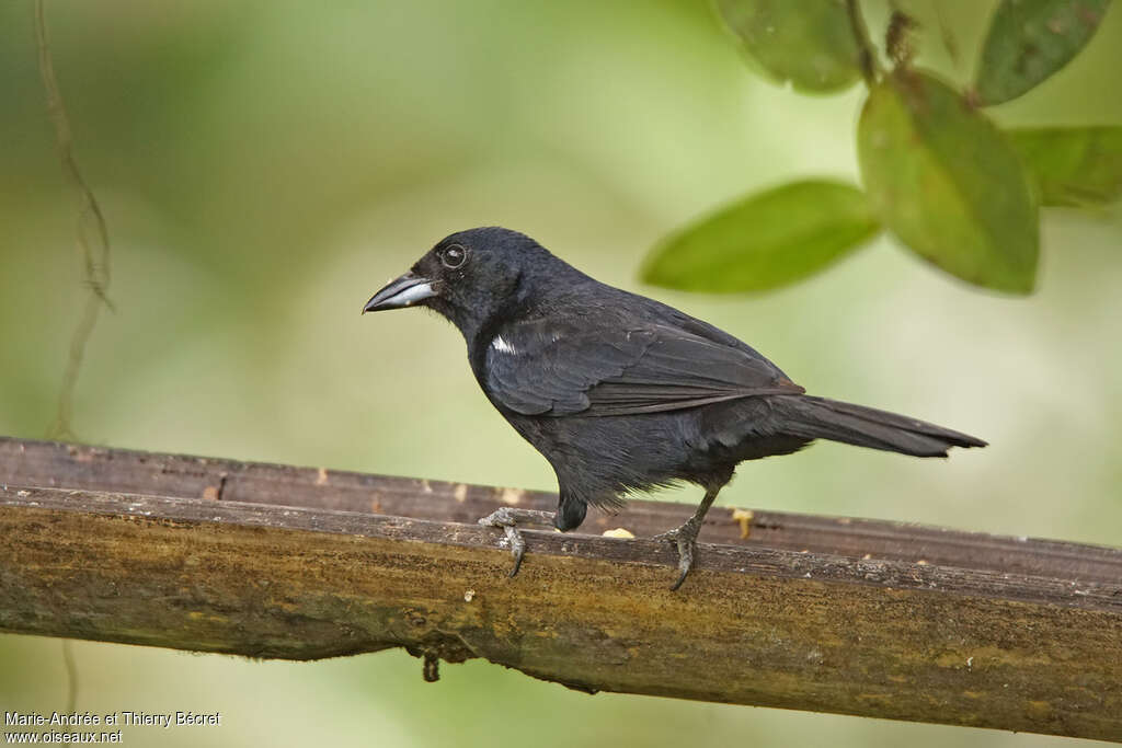 White-lined Tanager male adult, identification