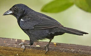 White-lined Tanager