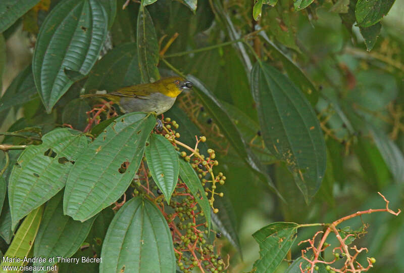 Yellow-throated Chlorospingusadult, feeding habits, eats