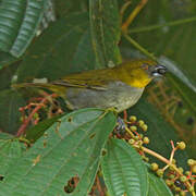 Yellow-throated Chlorospingus