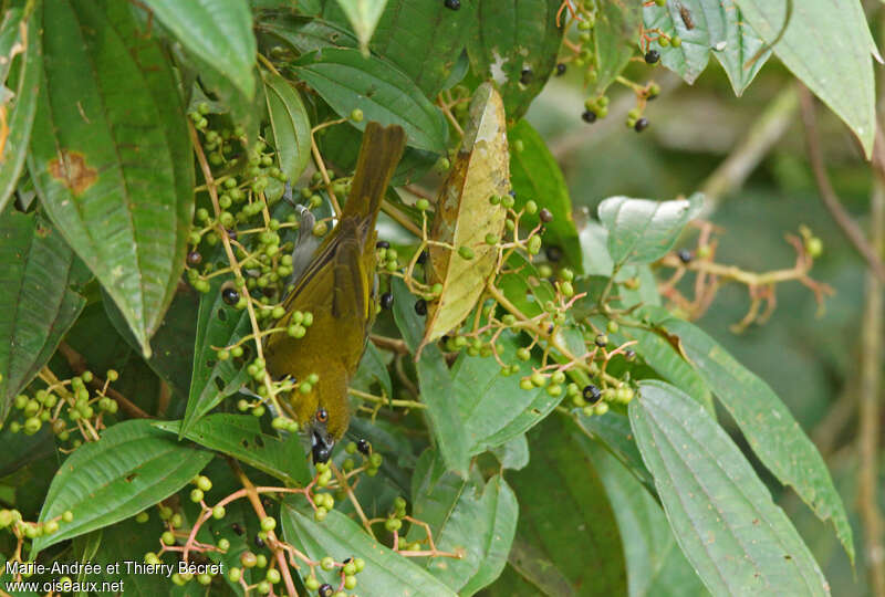 Yellow-throated Bush Tanager, eats