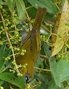 Yellow-throated Bush Tanager