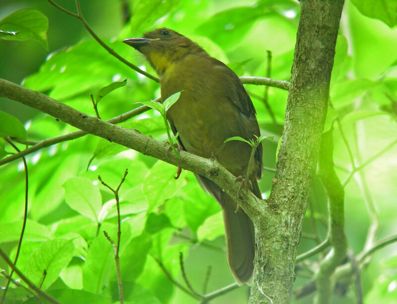 Red-throated Ant Tanager female