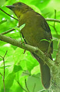 Red-throated Ant Tanager