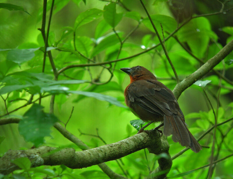 Tangara à gorge rouge mâle