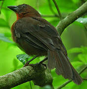 Red-throated Ant Tanager