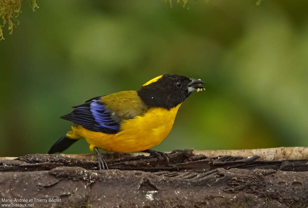 Black-chinned Mountain Tanageradult, eats