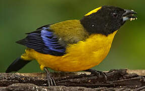 Black-chinned Mountain Tanager