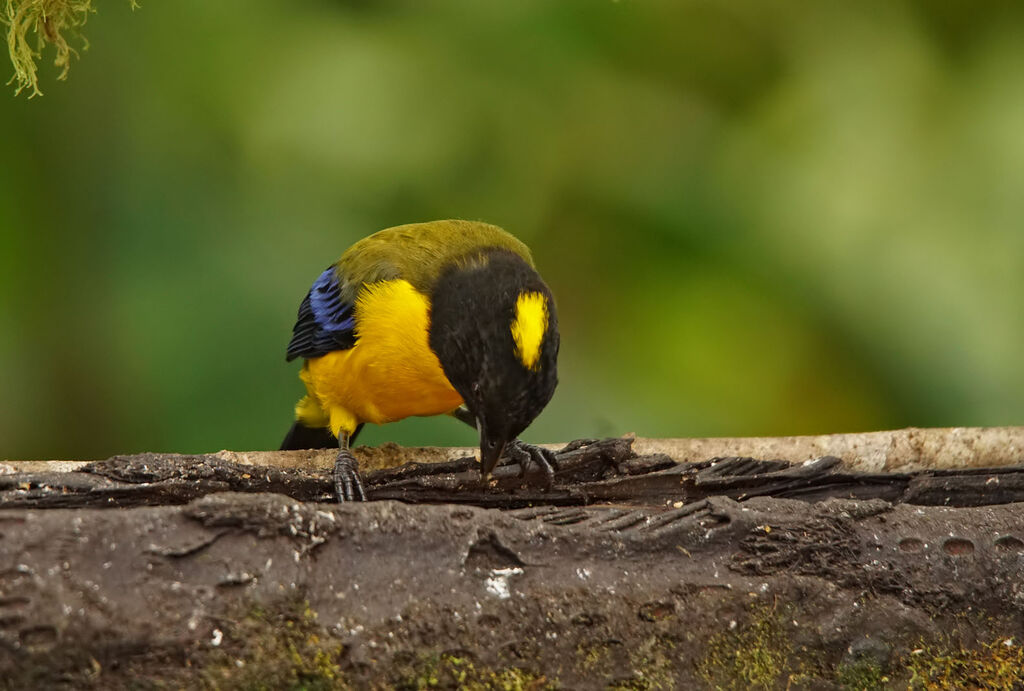 Black-chinned Mountain Tanager