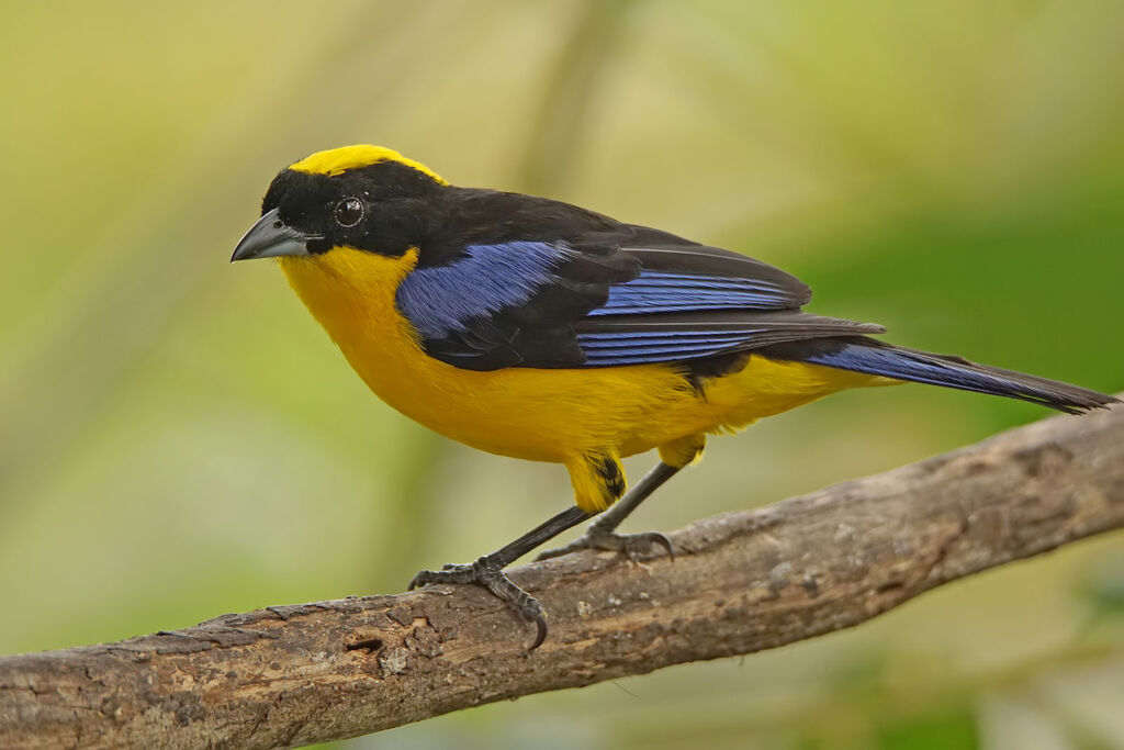 Tangara à nuque jaune