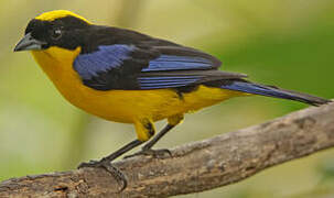 Blue-winged Mountain Tanager