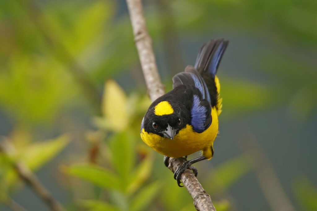 Tangara à nuque jaune