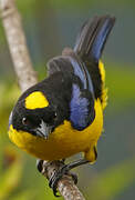 Blue-winged Mountain Tanager