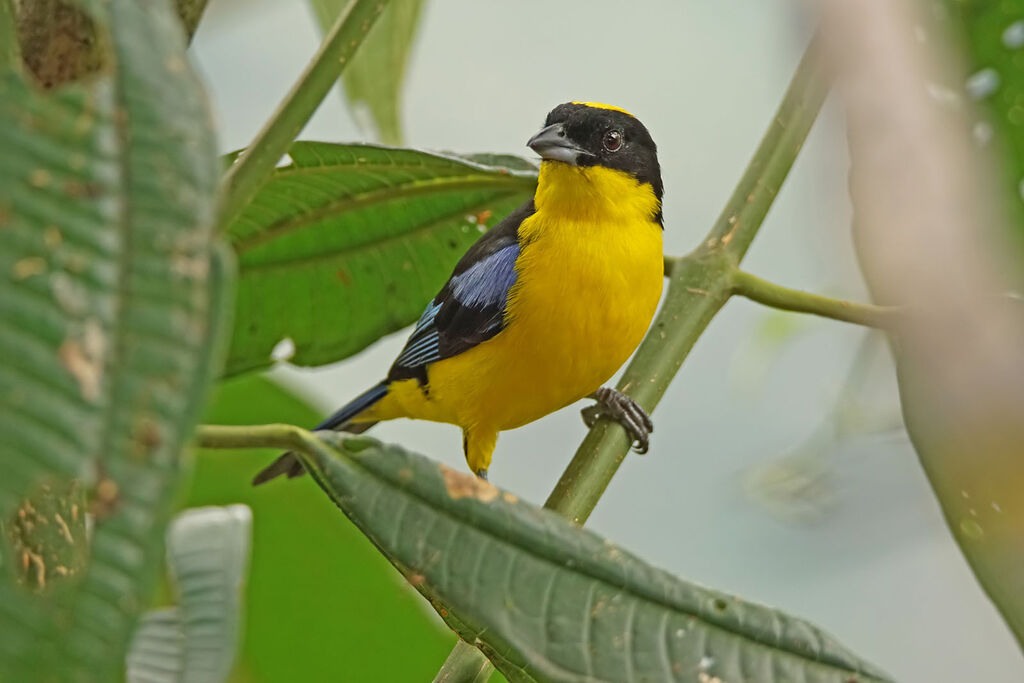 Tangara à nuque jaune