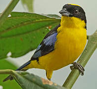 Blue-winged Mountain Tanager