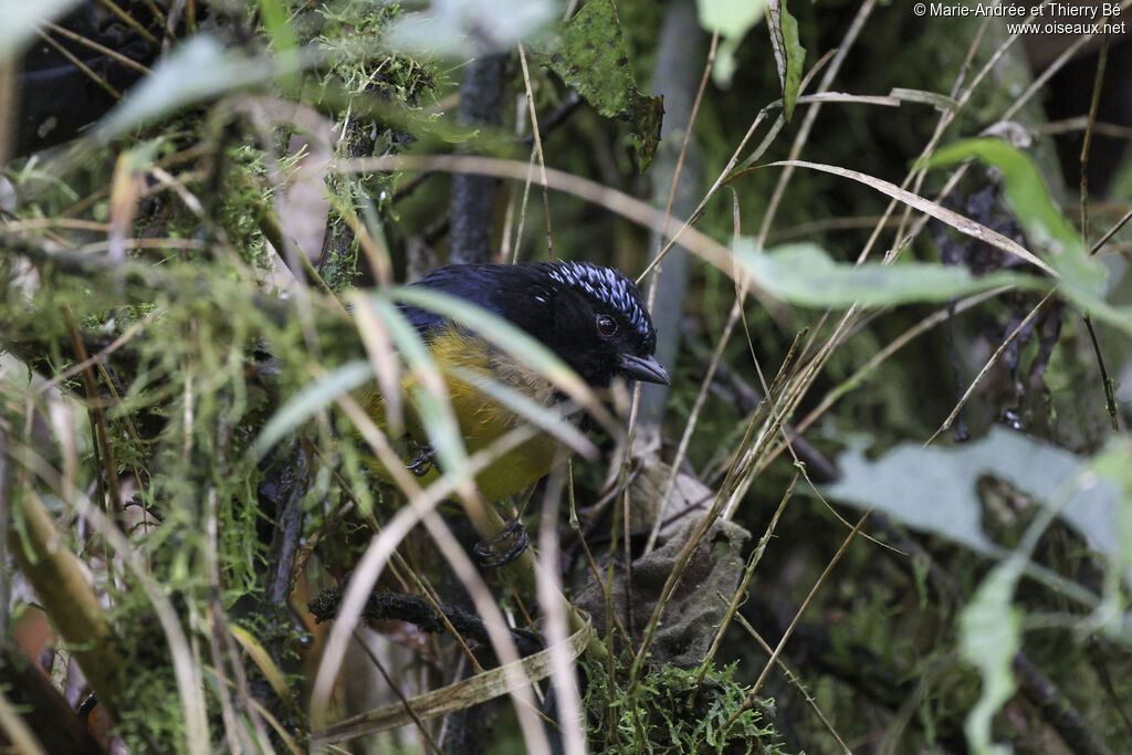 Buff-breasted Mountain Tanager