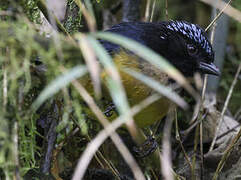 Buff-breasted Mountain Tanager