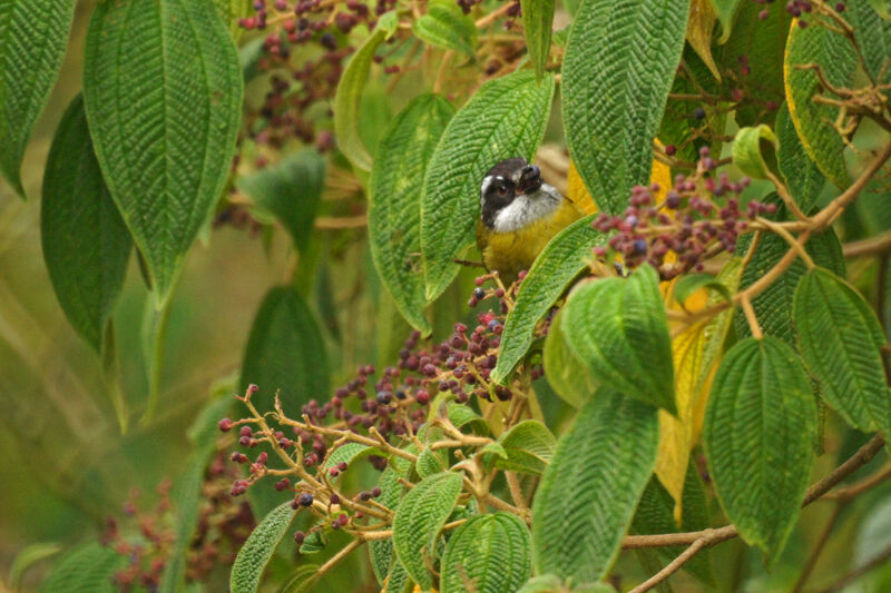 Sooty-capped Bush Tanager