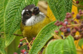 Sooty-capped Bush Tanager