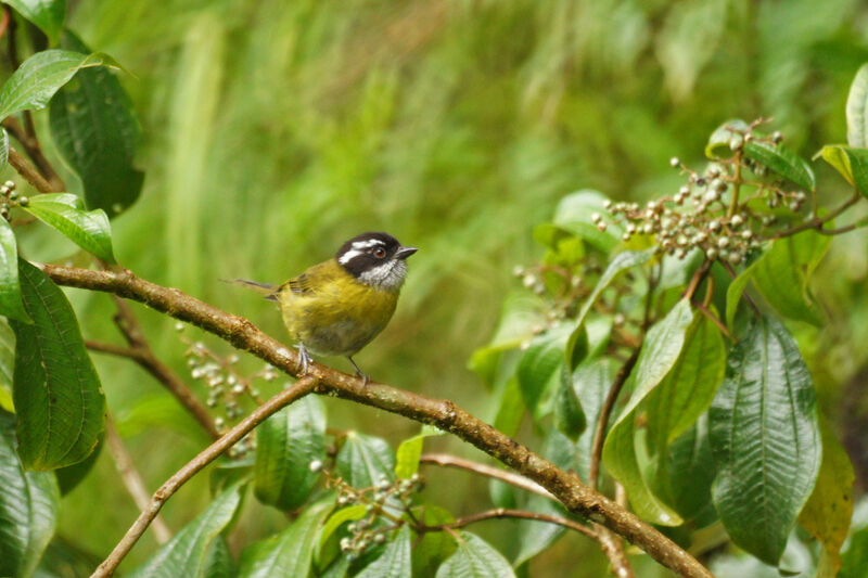 Sooty-capped Bush Tanager