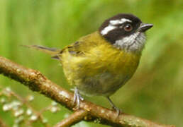 Sooty-capped Bush Tanager