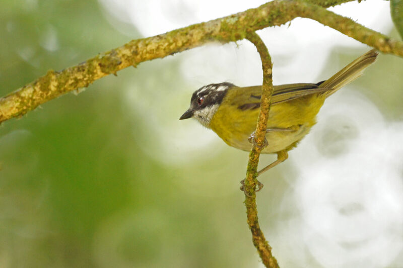 Sooty-capped Bush Tanager