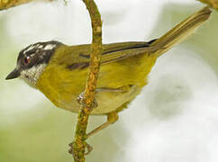 Sooty-capped Bush Tanager