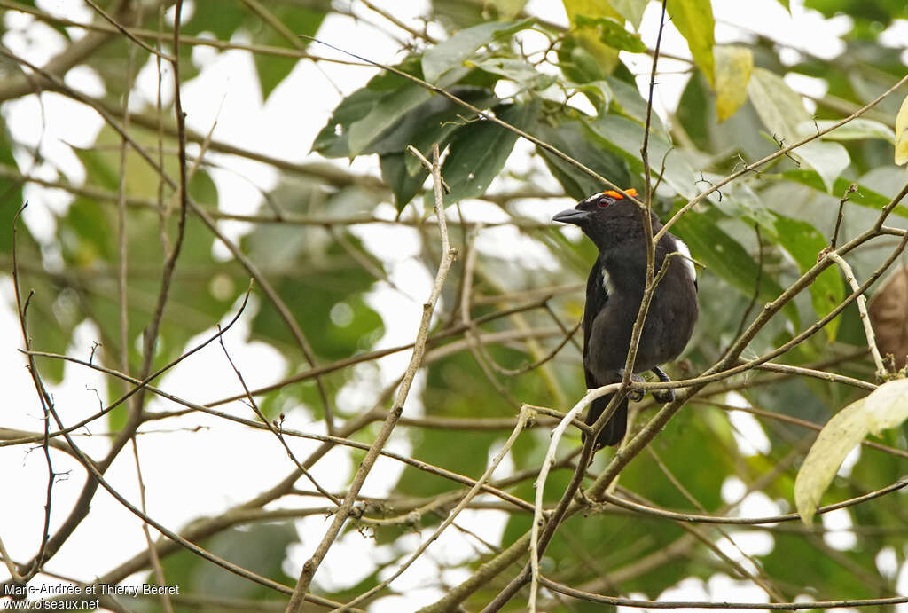 Scarlet-browed Tanager male, habitat, pigmentation