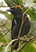 Scarlet-browed Tanager