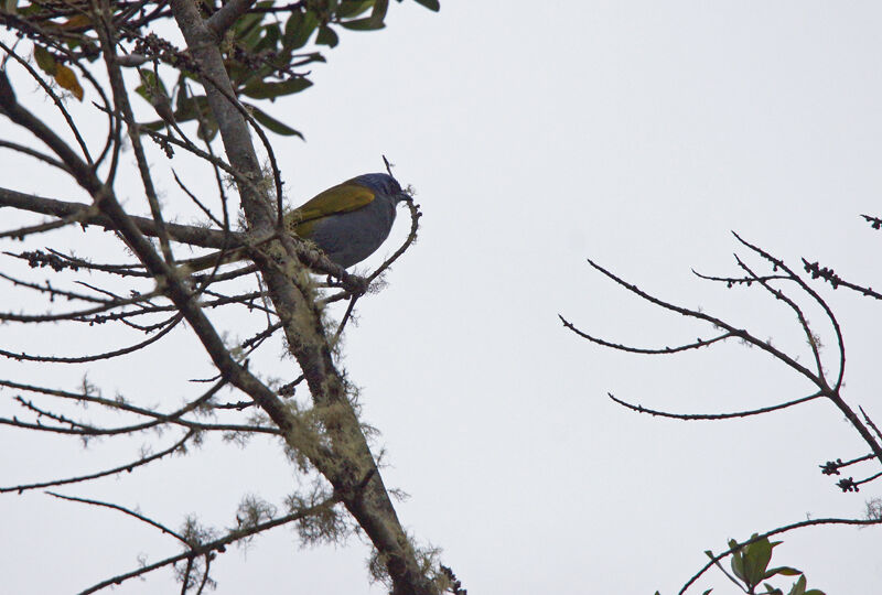 Blue-capped Tanager