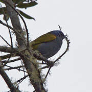 Blue-capped Tanager