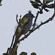 Blue-capped Tanager