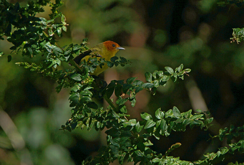 Tangara à ventre jaune