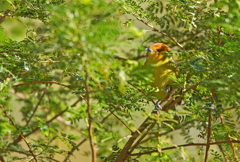 Tangara à ventre jaune