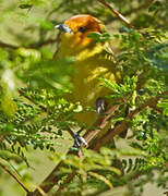 Rust-and-yellow Tanager