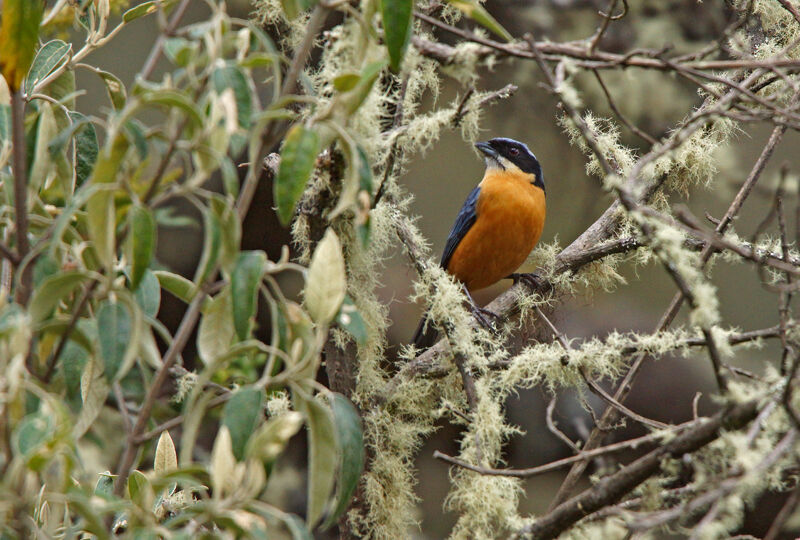 Chestnut-bellied Mountain Tanager