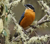 Chestnut-bellied Mountain Tanager