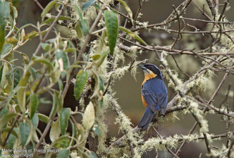 Chestnut-bellied Mountain Tanageradult