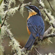 Chestnut-bellied Mountain Tanager