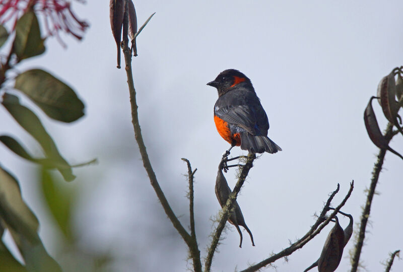 Scarlet-bellied Mountain Tanager