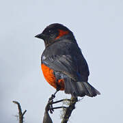 Scarlet-bellied Mountain Tanager