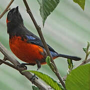 Scarlet-bellied Mountain Tanager