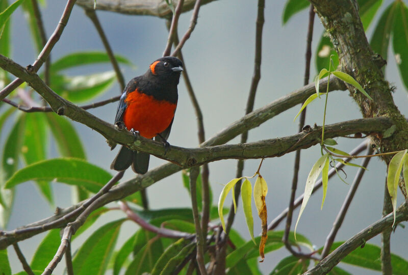 Scarlet-bellied Mountain Tanager