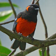 Scarlet-bellied Mountain Tanager