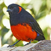 Scarlet-bellied Mountain Tanager