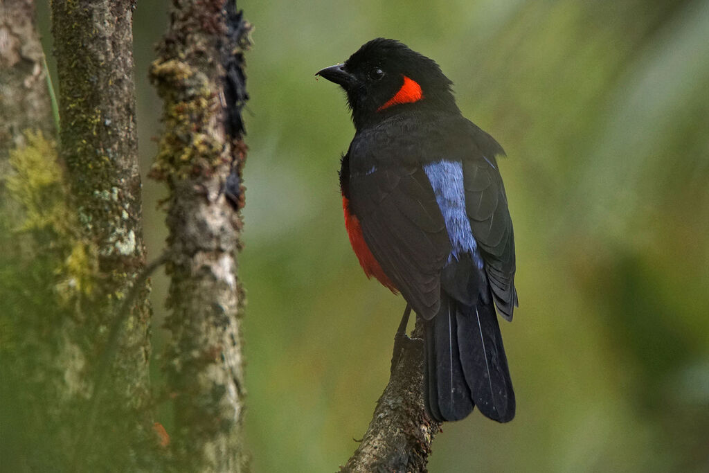 Tangara à ventre rouge