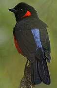 Scarlet-bellied Mountain Tanager