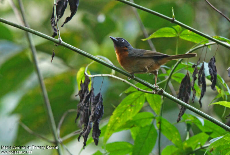 Black-eared Hemispingusadult, identification