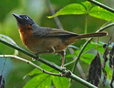 Black-eared Hemispingus